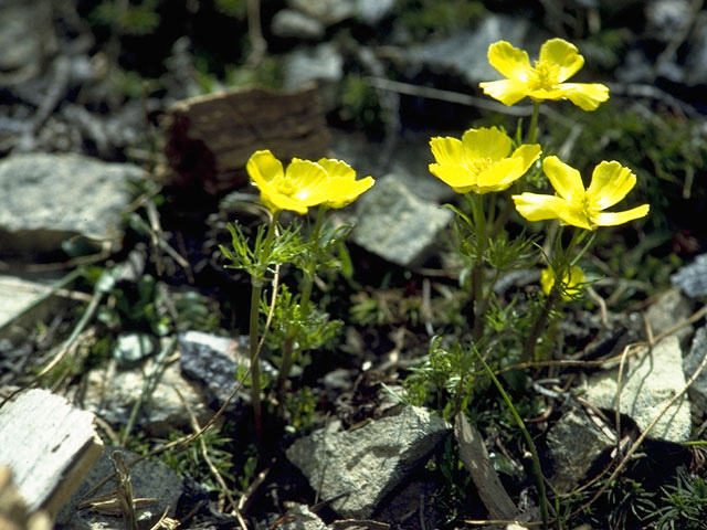 Ranunculus adoneus (Alpine buttercup) #9470