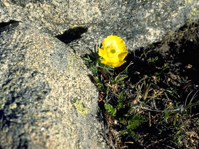 Ranunculus adoneus (Alpine buttercup) #9471