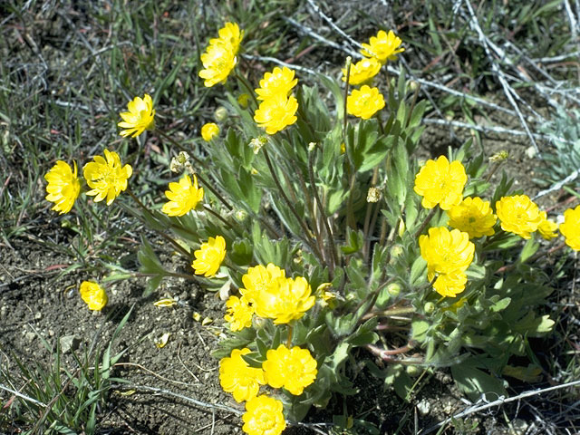 Ranunculus californicus (California buttercup) #9475
