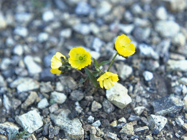 Ranunculus macauleyi (Rocky mountain buttercup) #9498