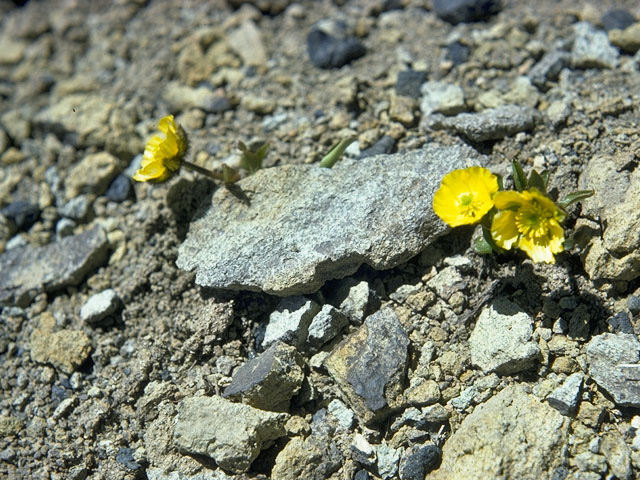 Ranunculus macauleyi (Rocky mountain buttercup) #9499