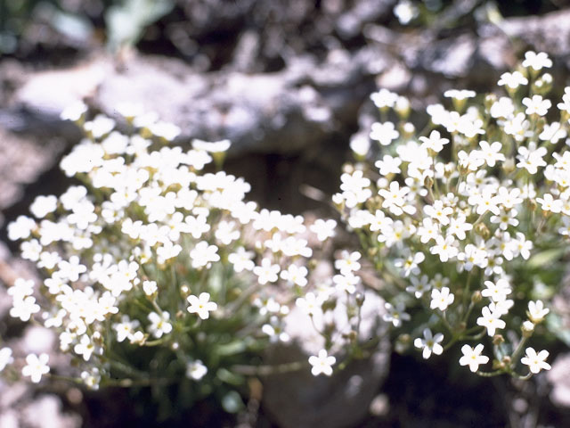 Androsace septentrionalis (Pygmyflower rockjasmine) #9550
