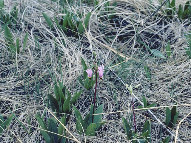Dodecatheon meadia (Eastern shooting star) #9562