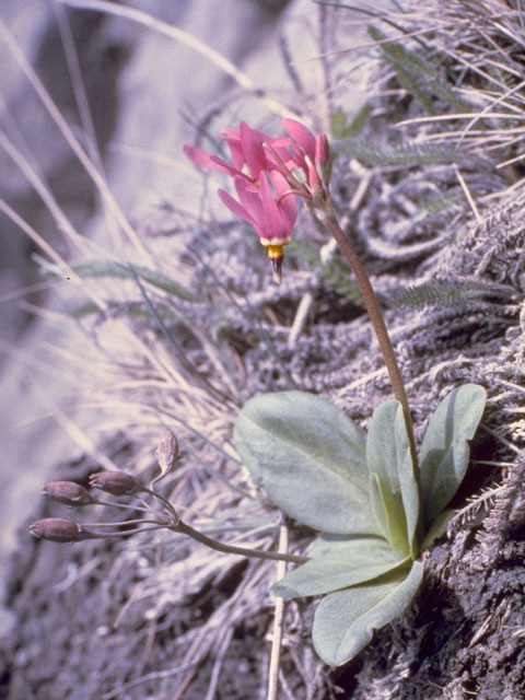 Dodecatheon pulchellum ssp. macrocarpum (Darkthroat shootingstar) #9570
