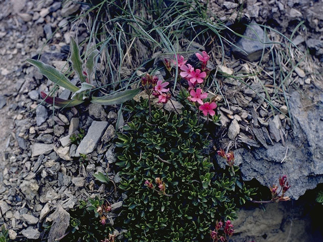 Douglasia laevigata (Cliff dwarf-primrose) #9578