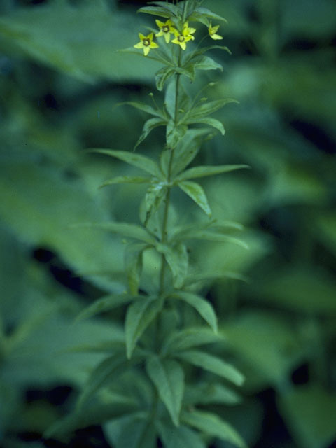 Lysimachia quadrifolia (Whorled yellow loosestrife) #9590