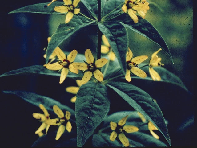 Lysimachia quadrifolia (Whorled yellow loosestrife) #9591