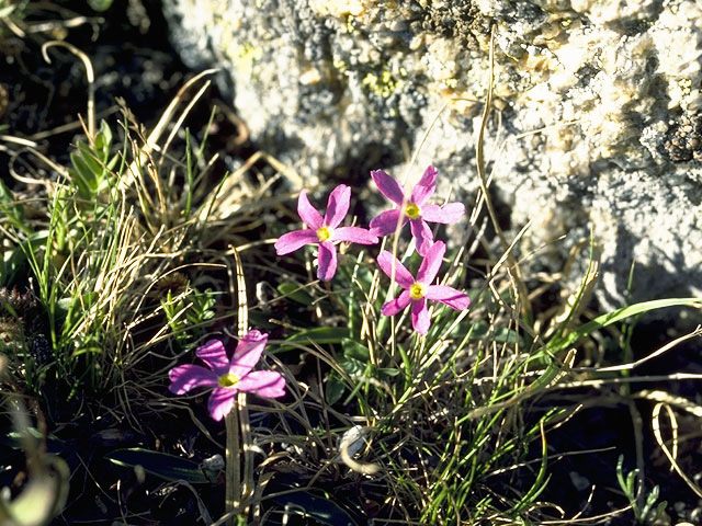 Primula angustifolia (Alpine primrose) #9600