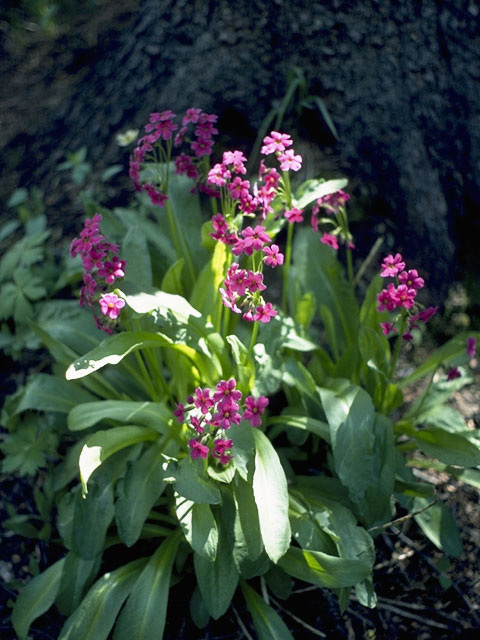 Primula parryi (Parry's primrose) #9609