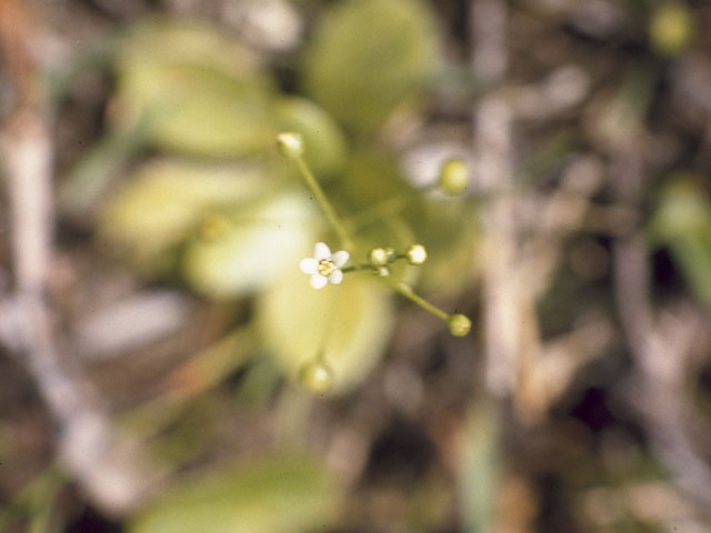 Samolus ebracteatus ssp. cuneatus (Limewater brookweed) #9615