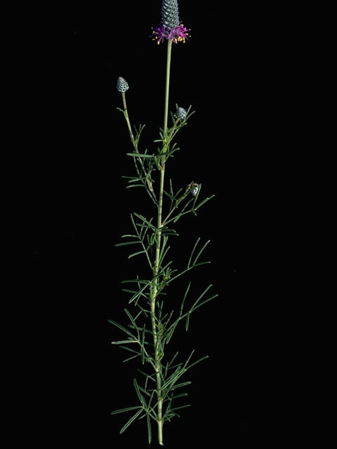 Dalea compacta var. pubescens (Compact prairie clover) #9763