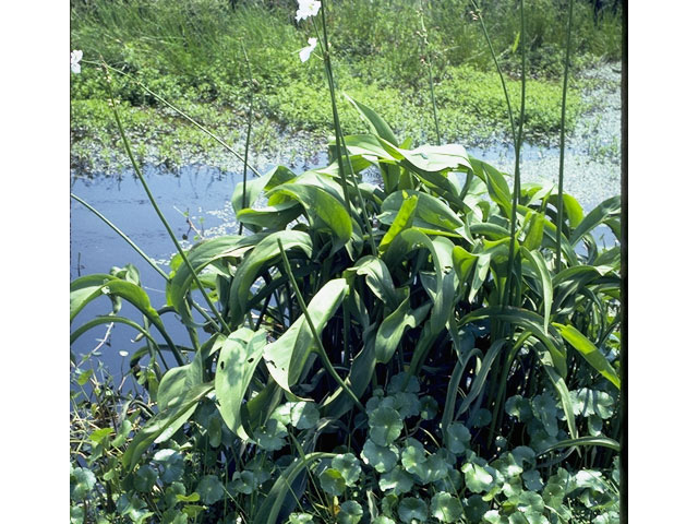 Sagittaria lancifolia ssp. media (Bulltongue arrowhead) #9779
