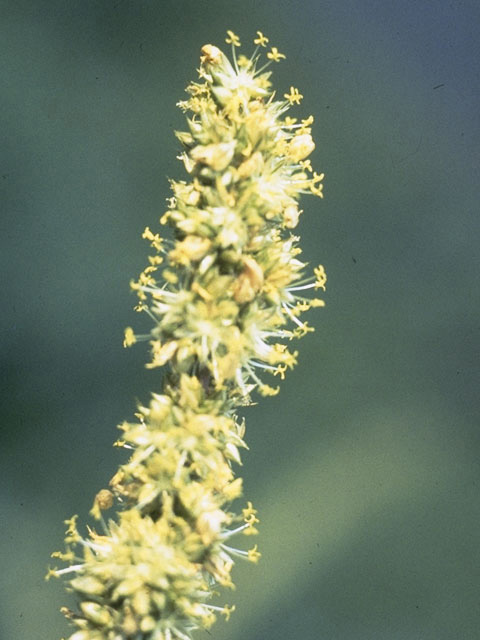 Amaranthus spinosus (Spiny amaranth) #9809