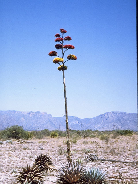 Agave parryi ssp. neomexicana (Parry's agave) #9835