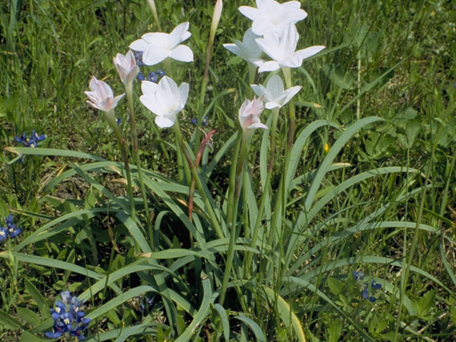 Cooperia pedunculata (Hill country rain lily) #9863
