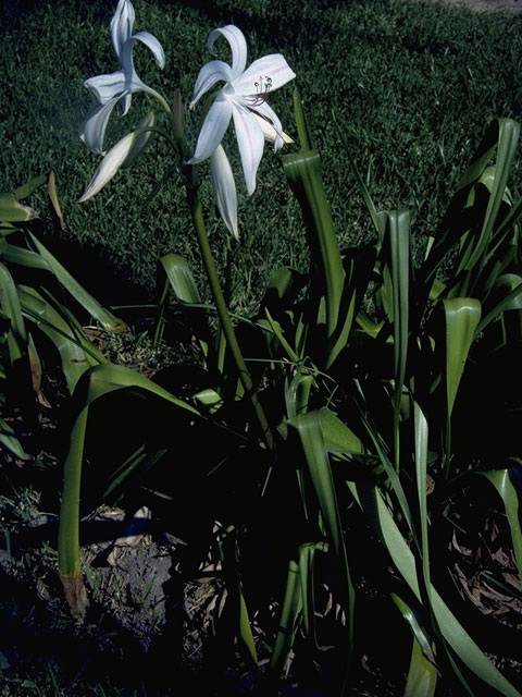 Crinum americanum (American crinum lily) #9867