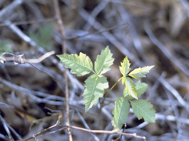 Toxicodendron pubescens (Atlantic poison oak) #9941