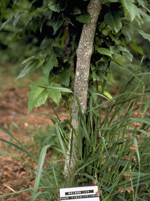 Toxicodendron pubescens (Atlantic poison oak) #9944