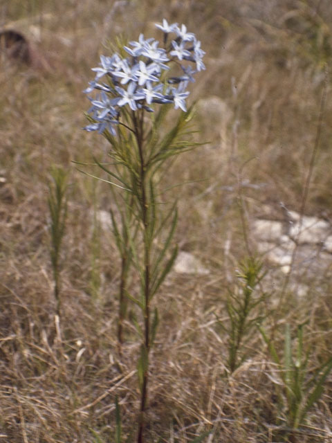 Amsonia ciliata var. texana (Texas bluestar) #9974