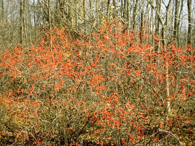 Ilex verticillata (Common winterberry) #10011