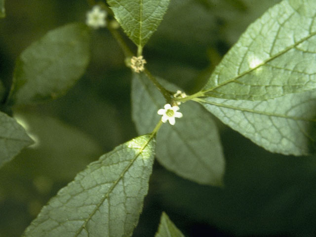 Ilex verticillata (Common winterberry) #10013