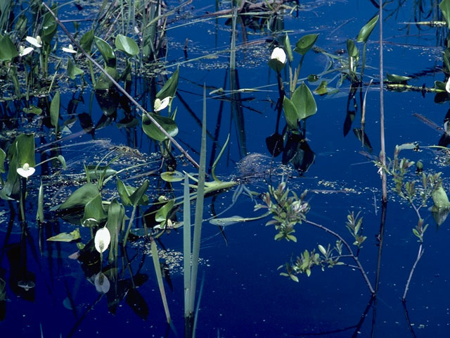Calla palustris (Water arum) #10050