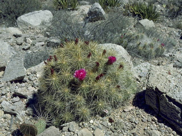 Echinocereus stramineus (Strawberry hedgehog cactus) #10126