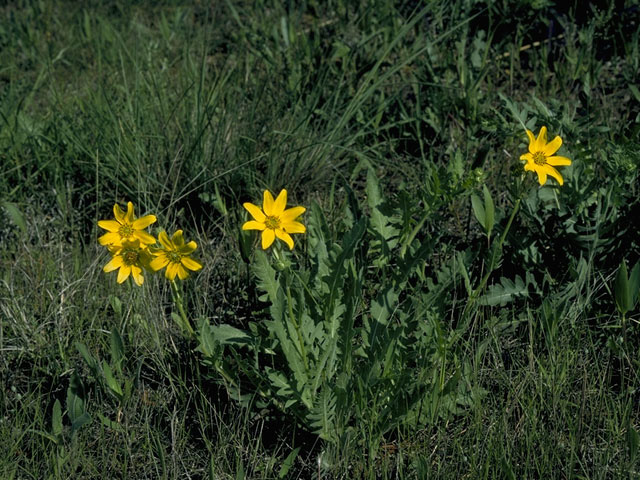 Engelmannia peristenia (Engelmann's daisy) #10135