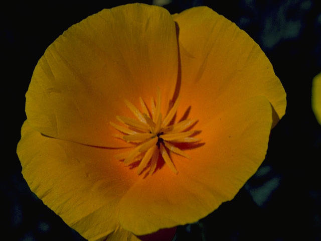 Eschscholzia californica (California poppy) #10185