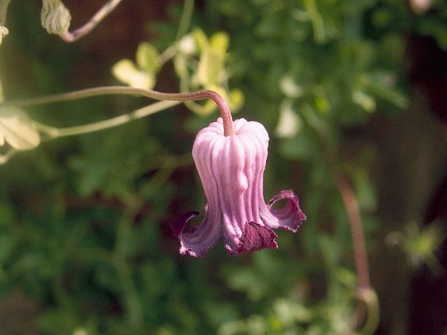 Clematis pitcheri (Purple leatherflower) #10200