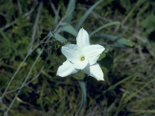 Cooperia pedunculata (Hill country rain lily) #10217