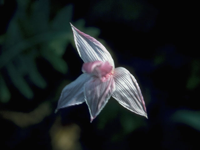 Cooperia drummondii (Evening rain lily) #10218