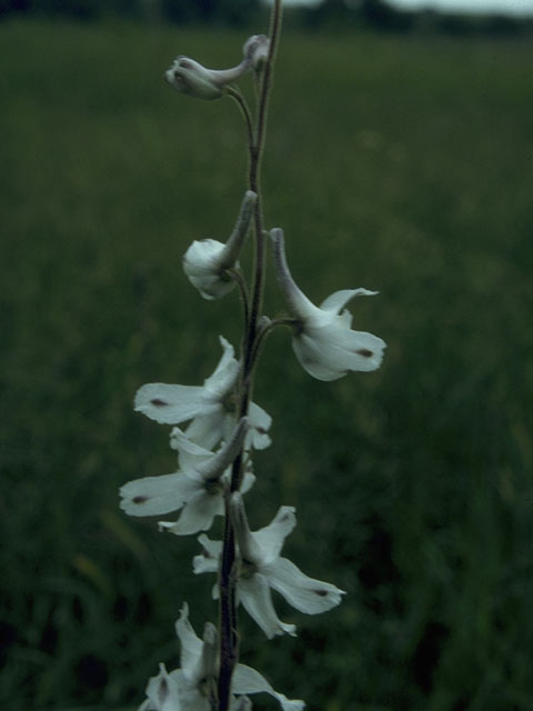 Delphinium carolinianum ssp. virescens (Carolina larkspur) #10274