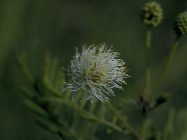 Desmanthus illinoensis (Illinois bundleflower) #10278