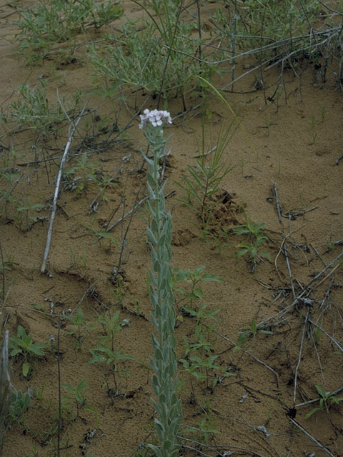Dimorphocarpa wislizeni (Touristplant) #10289