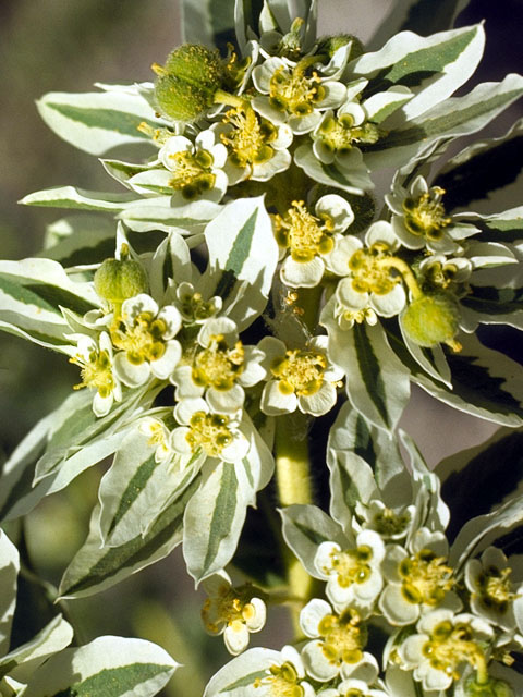 Euphorbia marginata (Snow on the mountain) #15507