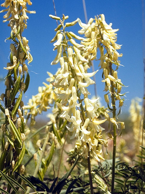 Astragalus racemosus (Cream milkvetch) #15545