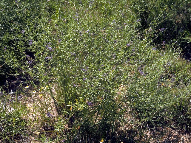 Psoralidium tenuiflorum (Slimflower scurfpea) #15555