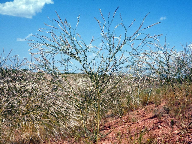 Dalea enneandra (Nine-anther prairie clover) #15571