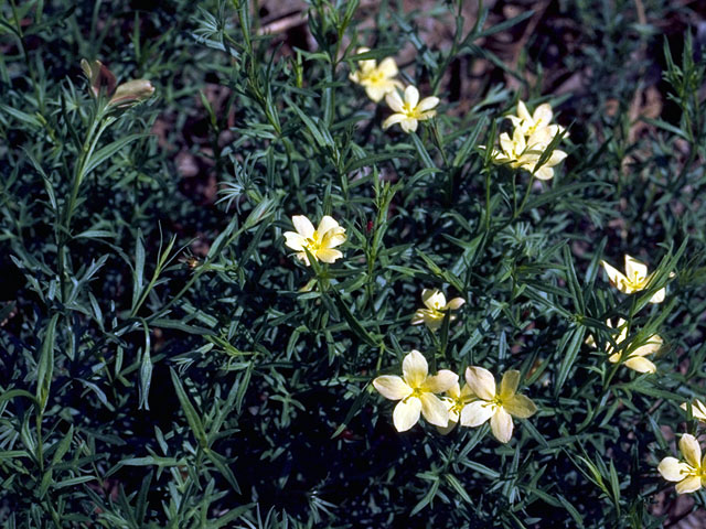 Menodora heterophylla (Low menodora) #15619