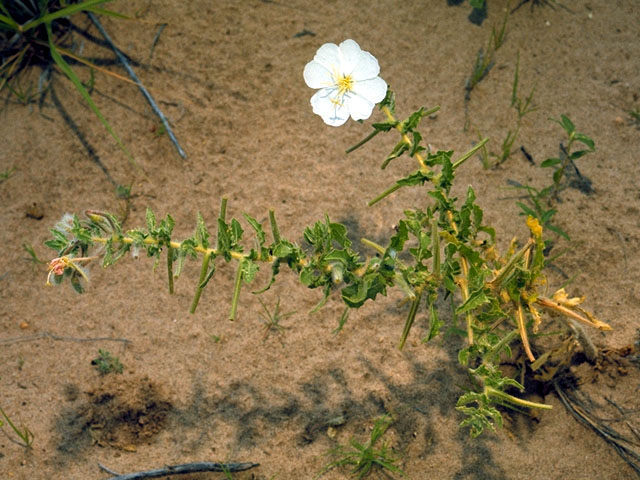 Oenothera engelmannii (Engelmann's evening-primrose) #15625