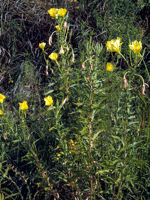Oenothera jamesii (Trumpet evening-primrose) #15626