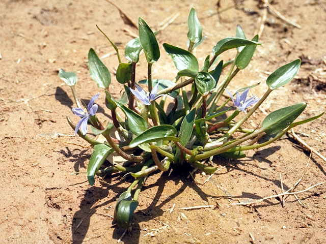 Heteranthera limosa (Blue mudplantain) #15661