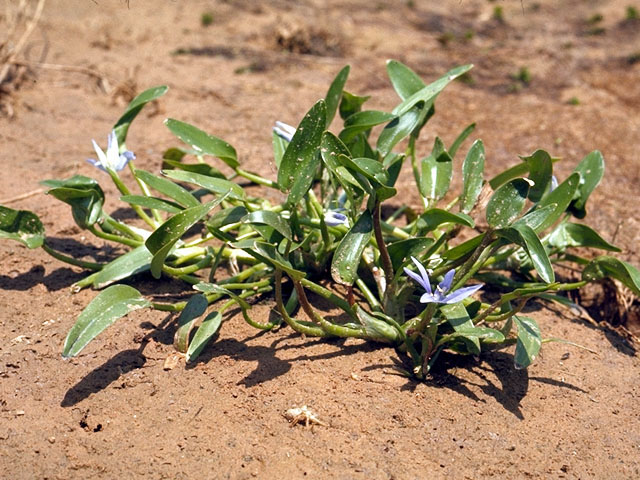 Heteranthera limosa (Blue mudplantain) #15666