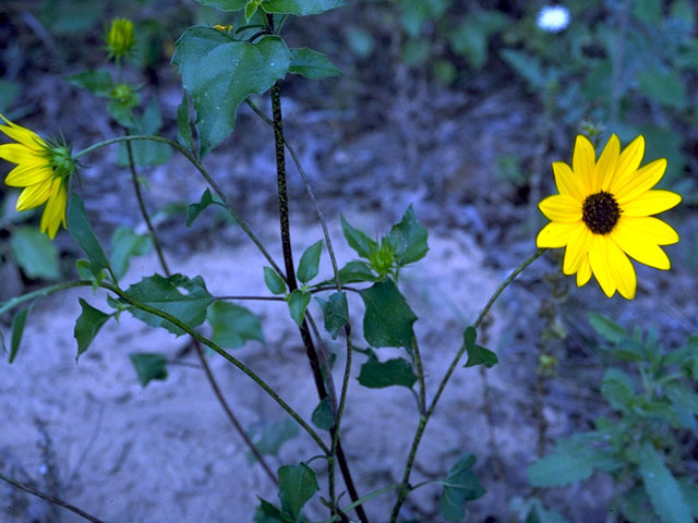 Helianthus debilis (Cucumberleaf sunflower) #15804