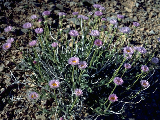 Xylorhiza tortifolia var. tortifolia (Mojave woody-aster) #15818
