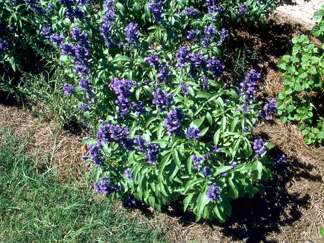 Salvia farinacea (Mealy blue sage) #15923