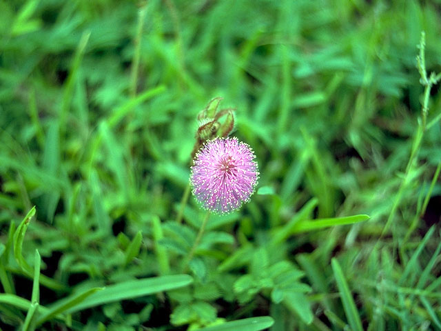 Mimosa rupertiana (Eastern sensitive plant) #15943