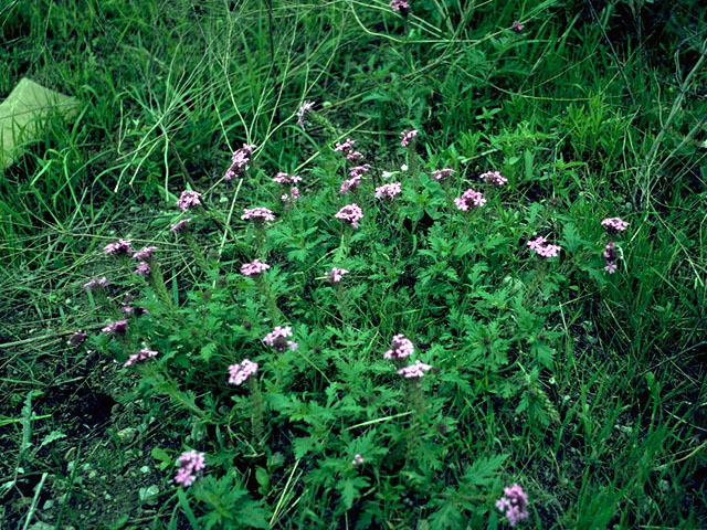 Glandularia canadensis (Rose vervain) #16153