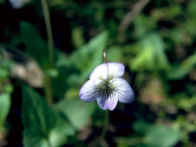 Viola affinis (Sand violet) #16200